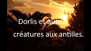 Dorlismari de nuit et autres créatures aux antilles2 histoires vraieschimèrexdorlis Martinique [upl. by Anatnas]