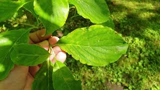 ID That Tree Flowering Dogwood [upl. by Ofilia]