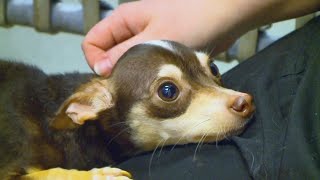 Chihuahua Rescued From Iowa Dumpster Loves Being Held [upl. by Ogait]