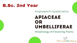 Apiaceae or Umbelliferae Morphology of Flowering Plants I Angiosperm Systematic [upl. by Htaek761]