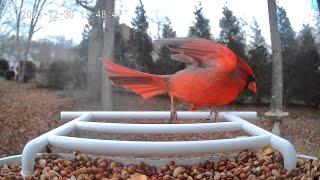 Backyard Bird Feeder Cam Catches Cardinals Wrens Chickadees amp More [upl. by Emyaj]