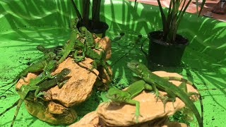 Baby Iguana Mini Pool Pond Catching Hatchling Iguanas In Florida [upl. by Dougherty]