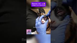 Rescue cat  Wait for the end CatRescue RescueCat cat straycatrescue kitten pets rescue [upl. by Auhsej603]