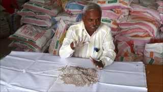 Ragi seed treatment using Azospirillum [upl. by Trammel]