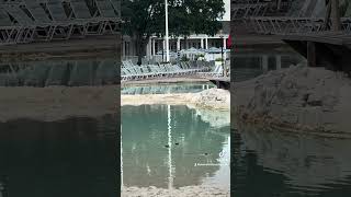 Disney’s Beach Club Resort Had Unexpected Guests in Their Pool [upl. by Yelrak333]