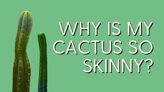 Cactus Etiolation 101 How to Fix the Most Common Problem for San Pedro Cactus [upl. by Tiffa721]