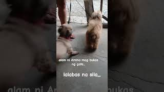 alam n alam na mg bukas ng gate si Amino [upl. by Terrena261]