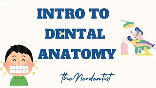 Intro to Dental Anatomy  Part one BDS  BDS 1st year NEET MDS NEET PG DENTALINICET MDS [upl. by Noskcire]