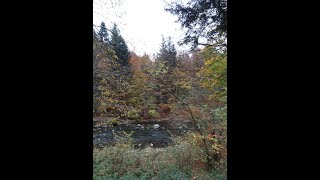 Neues Video Herbstlandschaft am Bach New Video  Autumn landscape by a stream [upl. by Aivatra]