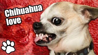 36 Angry Chihuahuas  Try Not To Laugh  That Pet Life [upl. by Rand]