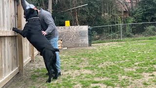 quotCane Corso Training canecorso dogs dogtraining [upl. by Nyrem149]