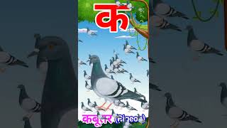 Ka se Kabutar Pigeon means Kabutar trending shorts viral [upl. by Swope580]