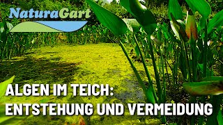 Entstehung und Vermeidung von Algen im Gartenteich [upl. by Lleral]