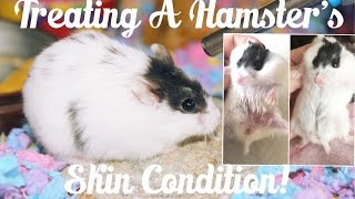 Treating A Hamster With Ringworm [upl. by Rehsu]