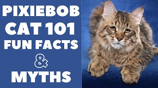 Pixiebob Cats 101  Fun Facts amp Myths [upl. by Herculie]