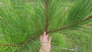 The fastest growing conifer species for Middle Tennessee Loblolly Pine [upl. by Karoly]