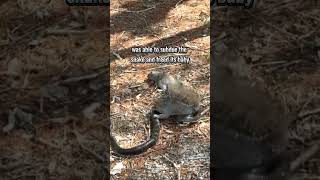 Squirrel fought snake to save its baby [upl. by Rehotsirk449]