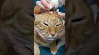 金桔結膜炎治療記錄😿示範給貓咪滴眼藥水｜How To Give Eye Drops to A Cat👁 [upl. by Ahsatam]