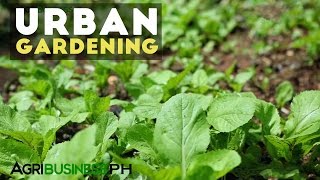 Urban Gardening  Best Practices in Urban Gardening  Agribusiness Philippines [upl. by Luedtke]