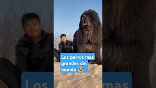 Los 5 perros más grandes del mundo 🐕🌍 [upl. by Tsnre]