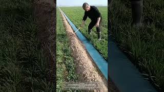 Cheap Disposable Irrigation Hoses To Water The Wheat Field [upl. by Atiuqam22]