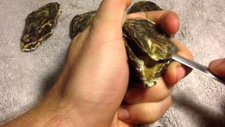 how to shuck an oyster  quick and easy [upl. by Cherilyn]