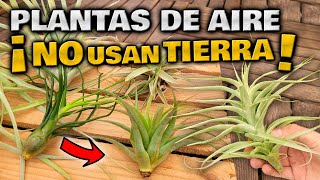 INCREÍBLE PLANTA que DEBES TENER en CASA  CLAVEL DEL AIRE  Tillandsias o Plantas de Aire Cuidados [upl. by Hoo846]