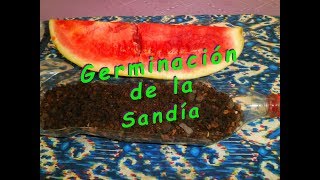 Germinación de la sandía [upl. by Ahsienat975]