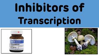 Inhibitors of Transcription  Transcription inhibitors [upl. by Gader378]