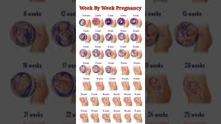 Pregnancy Week By Week ll 1  41 Weeks Fental Development [upl. by Anedal]