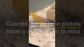 El camarón pistola puede disparar debajo del agua🦐 [upl. by Ozmo]