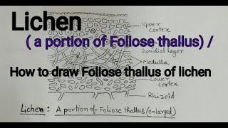 Lichen  a portion of Foliose thallus  How to draw lichen Foliose thallus Foliose lichen diagram [upl. by Aiden]