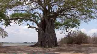 Afrika Der Malawisee  See der Sterne DOKU [upl. by Eyanaj844]