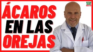 🔴 SARNA OTODÉCTICA en perros Tratamiento de ácaros en las orejas de los PERROS Otodectes Cynotis [upl. by Petulia]