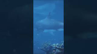 🤯megalodon shark 🦈 video  megalodon shark  shark tank india [upl. by Aldon]