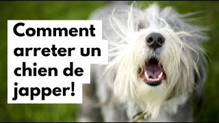 Comment arrêter un chien de japper [upl. by Lebazej]