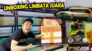 UNBOXING IKAN CHANNA LIMBATA JUARA SERING KALAH SEKARANG MENANG HOC SURABAYA [upl. by Swayder]