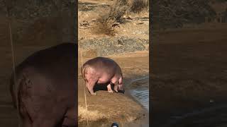 Hippos water life animals wildlife shortsfeed viralvideo [upl. by Attalie]