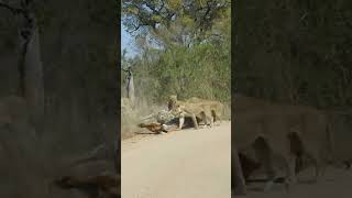 Lions Almost Take Down Giraffe Onto Car [upl. by Einnalem598]