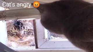 Cats Angry 😡 Pussy cat Music [upl. by Ahsieki]