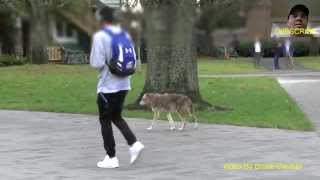 UBC Wild Coyote Walking With Students [upl. by Stalker]