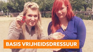 Basis oefeningen vrijheidsdressuur  PaardenpraatTV [upl. by Asssilem]