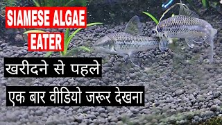 Before Buying Siamese Algae Eater You Should Watch This Video First [upl. by Tana]