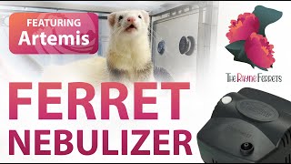 Artemis  Ferret Nebulizer Treatment [upl. by Banwell]