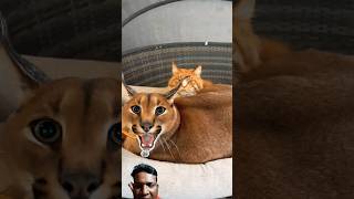 Cute Pumba 🐈catvideos catvoice shorts caracal [upl. by Bradford]