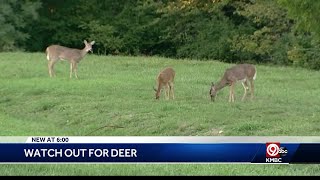 Drivers being warned to remain on the lookout for deer [upl. by Neelik]