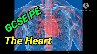 The Heart  GCSE PE  Parts of the Heart [upl. by Lettie]