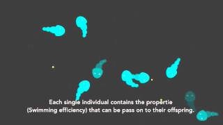 Directional selection simulation [upl. by Ailssa]