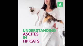 Should you remove abdominal fluid for wet FIP cats UNDERSTANDING ASCITES IN FIP CATS [upl. by Earized269]