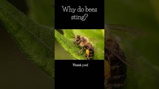 Why do bees sting [upl. by Ordnael]